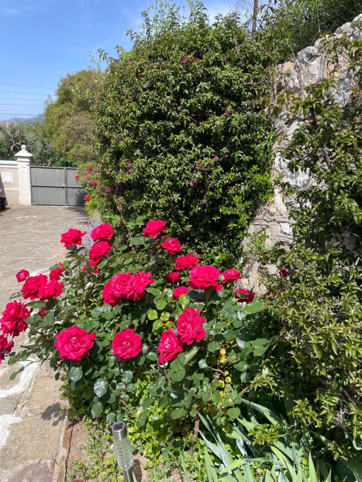 Les Trefles Appartement Hyères Buitenkant foto
